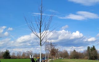 Weilheim-kann-Klima_März_2024_Baumpflanzung_Dietlhofer-See_04